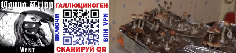 Псилоцибиновые грибы мицелий где найти Краснокаменск